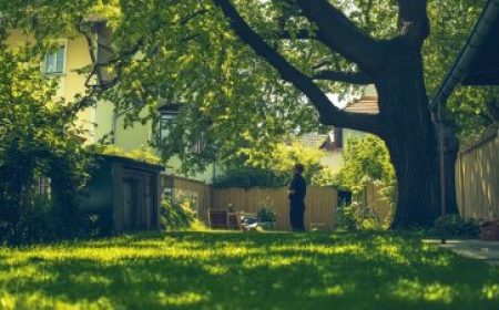 1759389408_Baumbestand-Nachbarn-4
